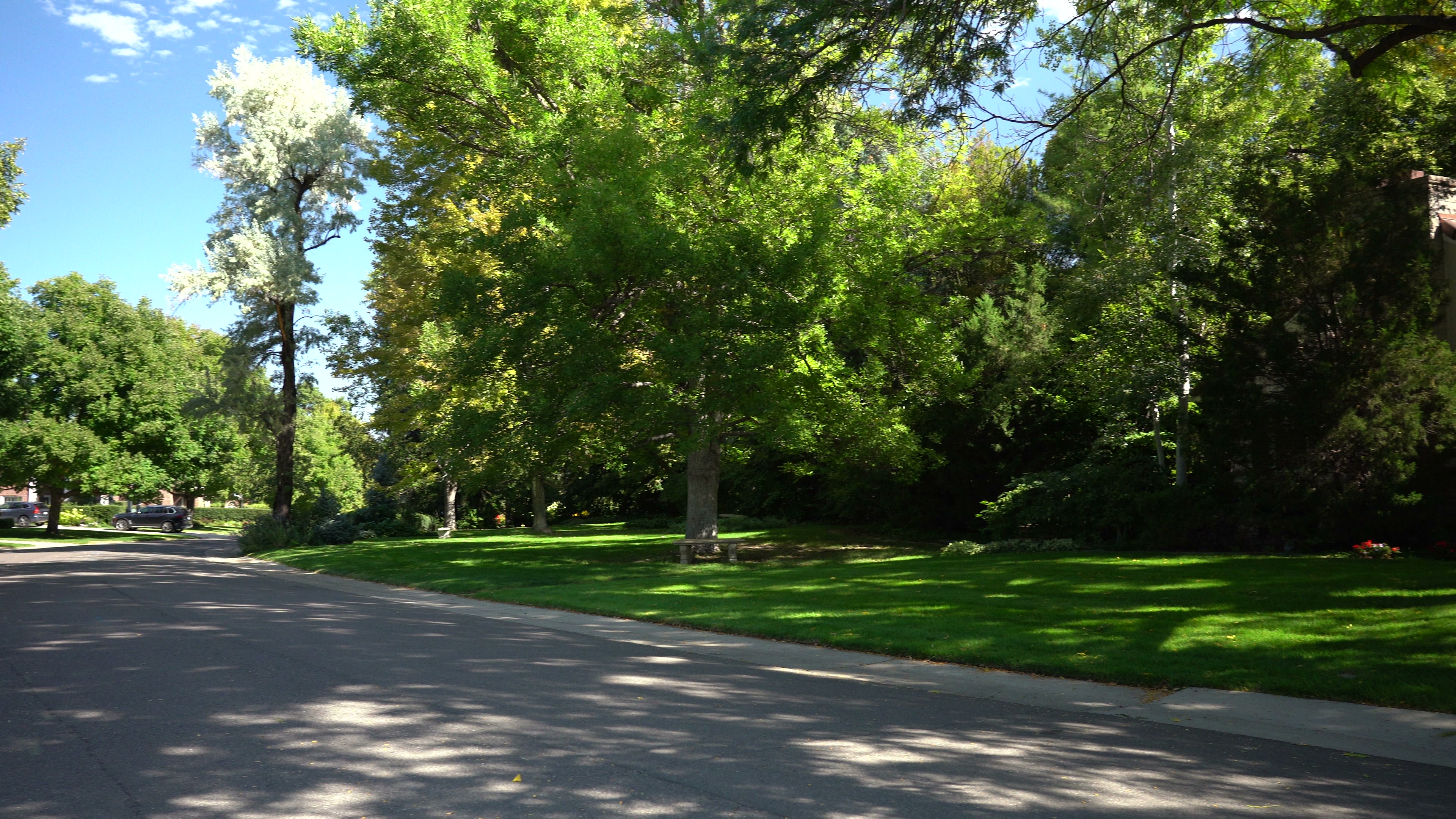 Tree-lined Hilltop Denver residential street with lush green parkway median, mature canopy, and dappled sunlight in early fall